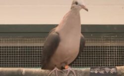 英の動物園でピンク色のハトを、人間の手で育てることに成功