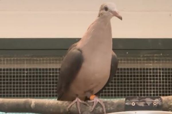 英の動物園でピンク色のハトを、人間の手で育てることに成功