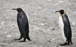 全身が真っ黒なペンギンを発見、超レアな動画の撮影に成功