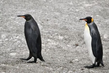 全身が真っ黒なペンギンを発見、超レアな動画の撮影に成功