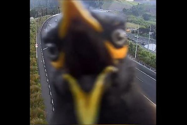 NZの交通カメラに鳥、怒ったような顔がドアップ【動画】