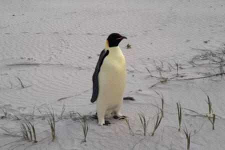 西オーストラリア州の南端で皇帝ペンギンを発見、南極から移動してきた可能性