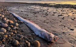 カリフォルニア州の海岸に「リュウグウノツカイ」が漂着、今年で2回目