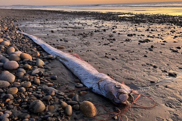 カリフォルニア州の海岸に「リュウグウノツカイ」が漂着、今年で2回目