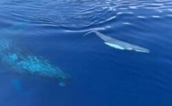 透き通る海にクジラの赤ちゃん、巨大な母親と共に観光客のすぐ近くを泳ぐ