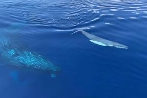 透き通る海にクジラの赤ちゃん、巨大な母親と共に観光客のすぐ近くを泳ぐ