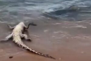 オーストラリアの海岸で死んでいたワニ、そこへ現れたのは?