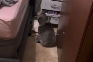 自宅に帰った女性がビックリ!部屋に可愛いコアラが入り込んでいた【動画】