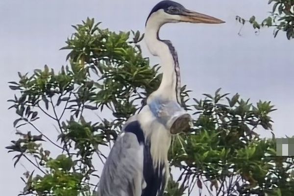 大きなプラスチック容器を飲み込んだサギを発見、救出活動が続く【ブラジル】