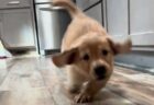 片足がなくても関係ない！とっても元気な子犬がかわいい【動画】