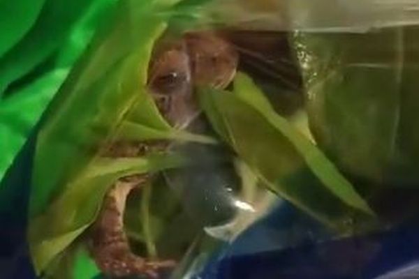 野菜の袋の中に大きな生きたカエル、発見した買い物客も驚愕【動画】