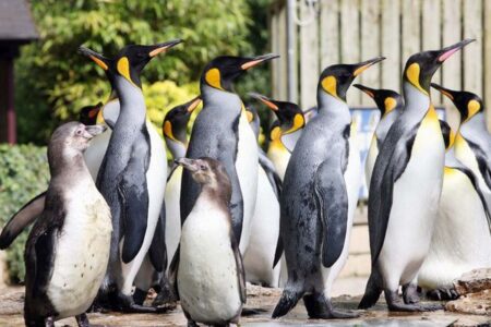 8年間もメスと思われてきたペンギン、実はオスだったと判明