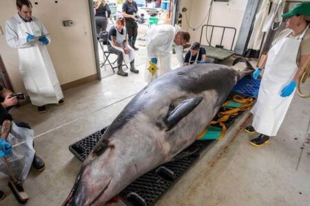 NZで発見された稀少なクジラ、初めて解剖を完了