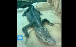 骨と皮だけの痩せたワニ、中国の動物園に非難が集まる