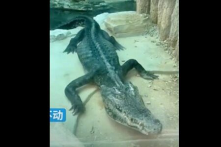 骨と皮だけの痩せたワニ、中国の動物園に非難が集まる