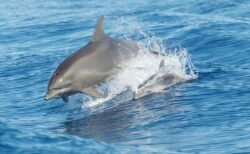 メキシコ湾に生息するイルカの体内から、フェンタニルなどの薬物を検出