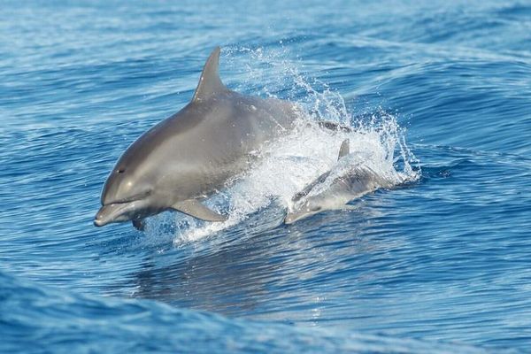 メキシコ湾に生息するイルカの体内から、フェンタニルなどの薬物を検出