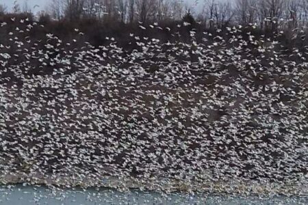 空から鳥が降ってくる！数百羽のハクガンが鳥インフルエンザで死亡