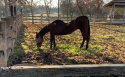 カリフォルニア州で27頭の馬が死亡、動物虐待の容疑で女を逮捕