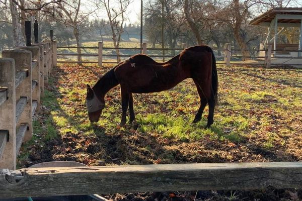 カリフォルニア州で27頭の馬が死亡、動物虐待の容疑で女を逮捕