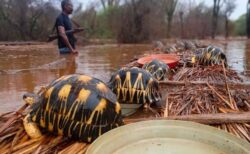 マダガスカルで洪水被害、人々が協力し、絶滅が危惧される数千匹のカメを救出