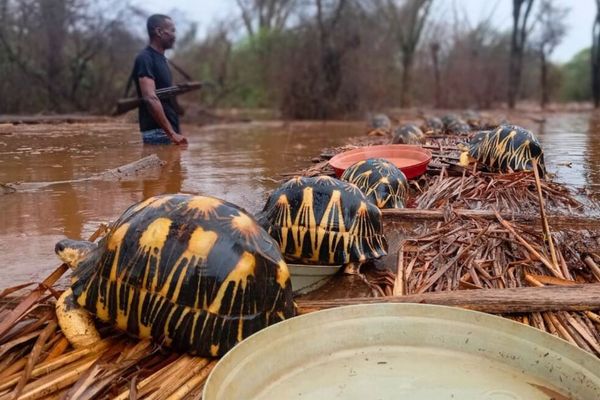 マダガスカルで洪水被害、人々が協力し、絶滅が危惧される数千匹のカメを救出