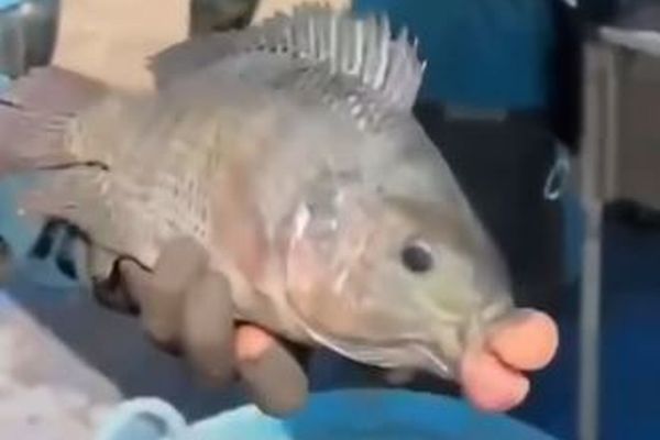 タイで唇が異様に腫れた魚を捕獲、漁師たちも困惑