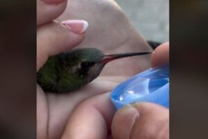 路上で弱っていたハチドリ、カップルが水を与え回復させる【動画】