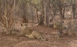 8歳の少年、ライオンのいる動物公園内で5日間も過ごし、無事に発見