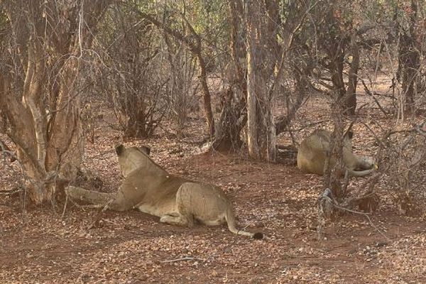 8歳の少年、ライオンのいる動物公園内で5日間も過ごし、無事に発見