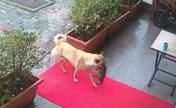 母犬が死にかけた子犬を動物病院へ運び、獣医師が治療、心温まる動画が話題に