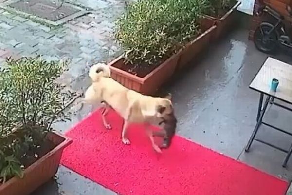 母犬が死にかけた子犬を動物病院へ運び、獣医師が治療、心温まる動画が話題に