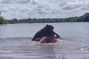 カピバラに襲われた女性、頭をかじられ絶叫!衝撃的な瞬間を撮影