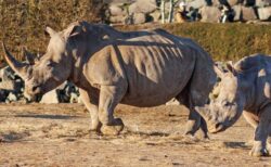 オスのシマウマ、サイに腹部を刺されて死亡【イギリス】