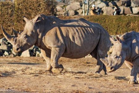 オスのシマウマ、サイに腹部を刺されて死亡【イギリス】