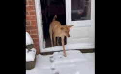 生まれて初めて雪を見たワンコ、戸惑いながらも大はしゃぎ【動画】