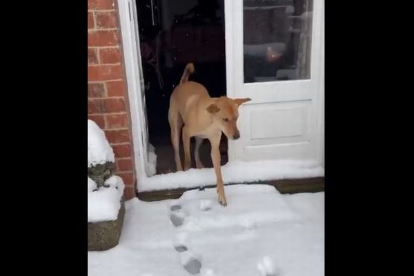 生まれて初めて雪を見たワンコ、戸惑いながらも大はしゃぎ【動画】