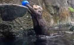 ラッコたちが元気よくダンクシュート！動物園で撮影された動画がかわいい