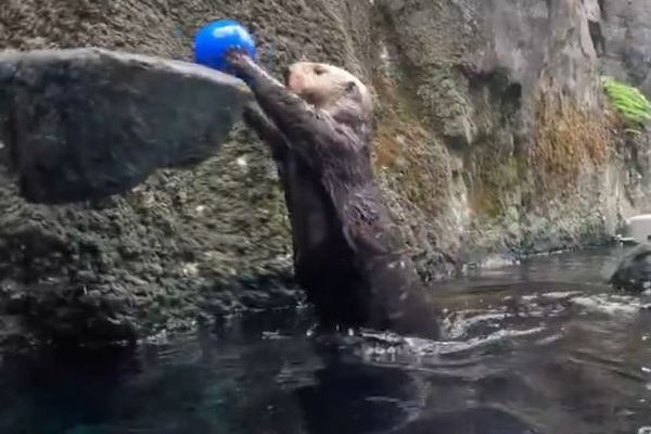 ラッコたちが元気よくダンクシュート！動物園で撮影された動画がかわいい