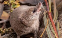 カリフォルニア州に生息するトガリネズミ、初めて撮影に成功