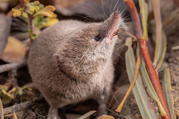 カリフォルニア州に生息するトガリネズミ、初めて撮影に成功