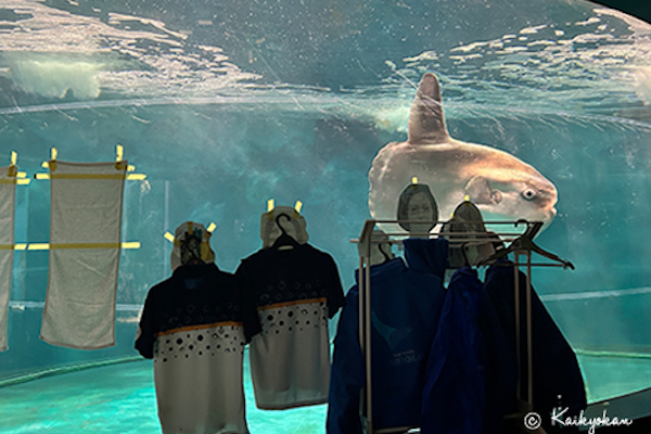 孤独なマンボウのために、ボール紙で観客を作った日本の水族館が、海外でも話題に