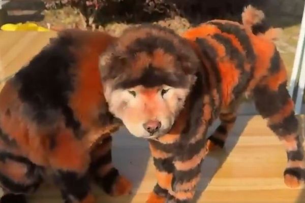 犬をオレンジと黒に染め、トラに見せようとした中国の動物園に批判の声