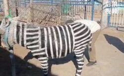 中国の動物園、今度はロバをシマウマに似せて批判を浴びる【動画】