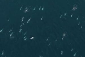 1500頭を超える大きなイルカの群れ、ドローンで上空から撮影