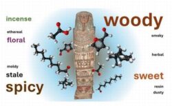 エジプトで発見されたミイラ、5000年経っても「いい匂い」が残っていた