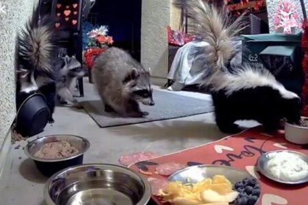 エサ場でスカンクとアライグマが遭遇、それぞれの反応が面白い【動画】