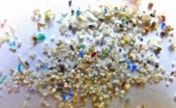 人間の脳内にもマイクロプラスチックが蓄積、増加傾向が明らかに