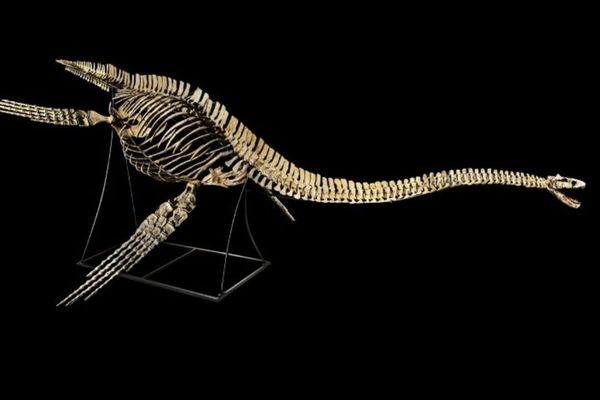 フランスの税関職員、スペインのトラックから恐竜の歯を発見