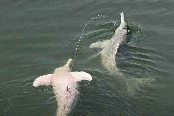 オスのアマゾンカワイルカが、水面で仰向けになり空中に放尿【動画】